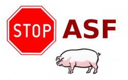 stop asf