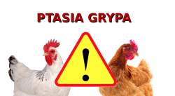 ptasia-grypa