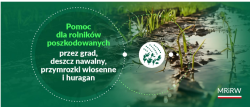 grafika dekoracyjna